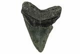 Serrated, Fossil Megalodon Tooth - North Carolina #345674-1